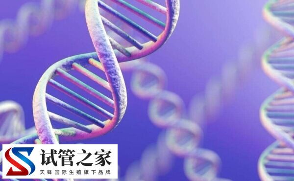 试管移植3cc囊胚成功率高不高(图1)