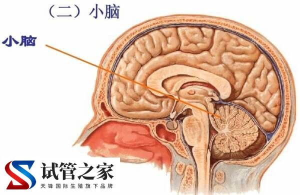 三代试管能筛查哪些遗传病(图5)