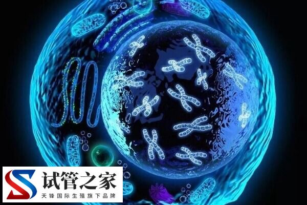 4ab囊胚和5ab囊胚谁更好(图2)