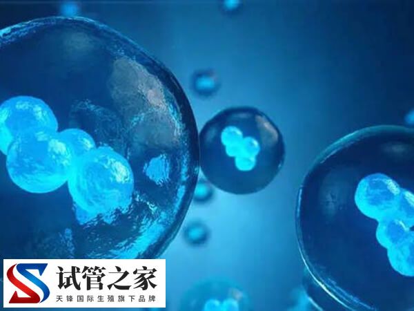 4ab囊胚和5ab囊胚谁更好(图3)